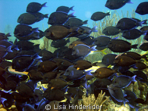 Wall o Tangs! by Lisa Hinderlider 
